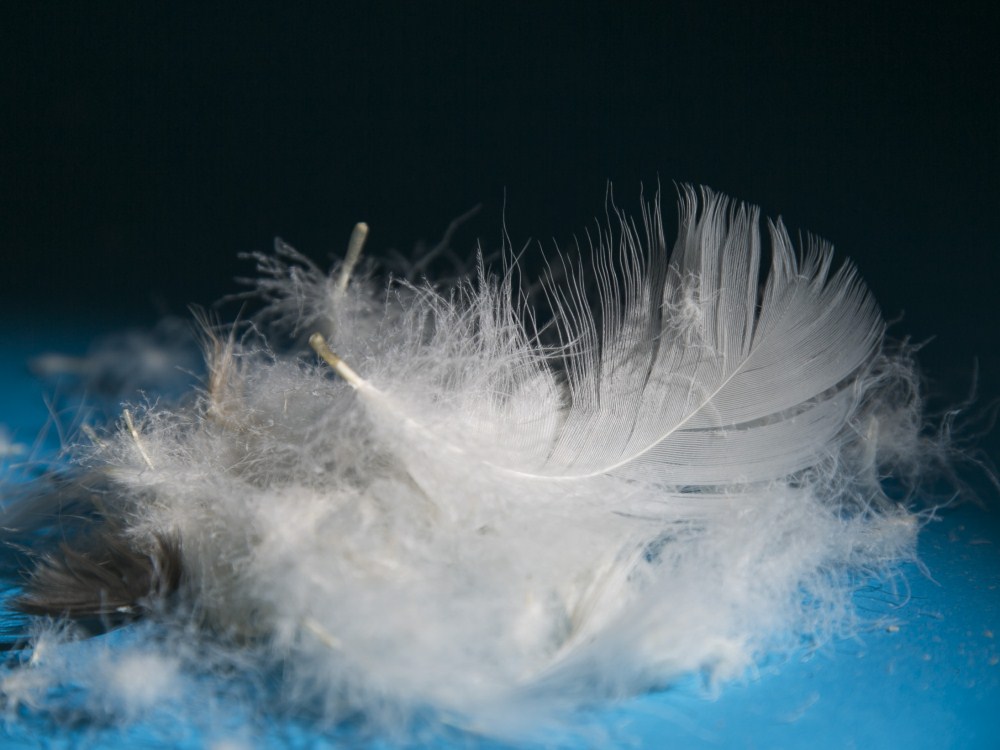 White Goose Original Feather (7).jpg